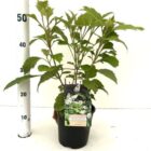 Eikenbladhortensia | Hydrangea quercifolia