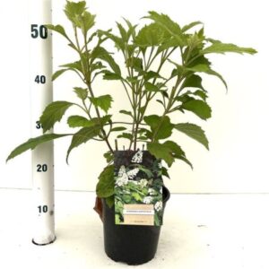 Eikenbladhortensia | Hydrangea quercifolia