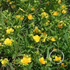 Hertshooi | Hypericum kalmianum 'Gemo'