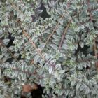 Chinese kamperfoelie | Lonicera nitida 'Silver Beauty'