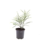 Chinese kamperfoelie | Lonicera nitida 'Silver Beauty'