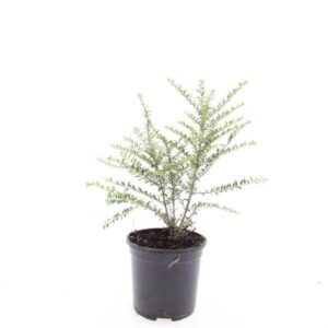 Chinese kamperfoelie | Lonicera nitida 'Silver Beauty'