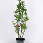 Beverboom | Magnolia 'Betty' | In pot 7,5L | Hoogte 80-100cm Beverboom | Magnolia 'Betty'