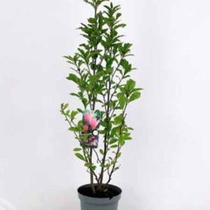 Beverboom | Magnolia 'Betty'