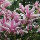 Beverboom | Magnolia 'Betty' | In pot 7,5L | Hoogte 80-100cm Beverboom | Magnolia 'Betty'
