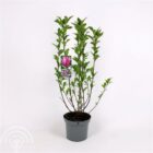 Beverboom | Magnolia 'Susan' | In pot 5L | Hoogte 50-60cm Beverboom | Magnolia 'Susan'