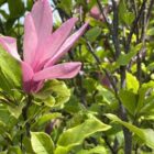 Beverboom | Magnolia 'Susan' | In pot 5L | Hoogte 50-60cm Beverboom | Magnolia 'Susan'