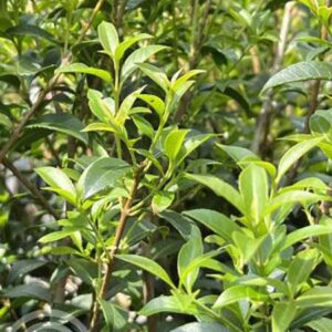 Schijnhulst | Osmanthus burkwoodii | blad