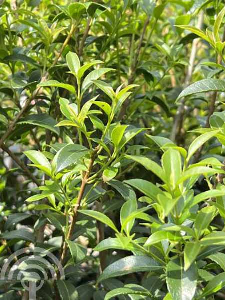 Osmanthus burkwoodii 6x4 Schijnhulst | Osmanthus burkwoodii | blad