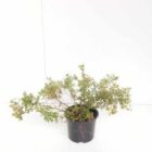 Heesterganzerik | Potentilla fruticosa 'Abbotswood' | In pot 1,3L | Hoogte 30-40cm Heesterganzerik | Potentilla fruticosa 'Abbotswood'