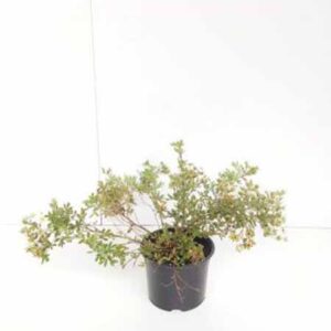 Heesterganzerik | Potentilla fruticosa 'Abbotswood'