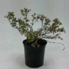 Heesterganzerik | Potentilla fruticosa 'Manchu' | In pot 1,3L | Hoogte 25-30cm Heesterganzerik | Potentilla fruticosa 'Manchu'