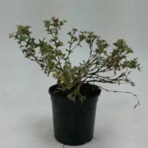 Heesterganzerik | Potentilla fruticosa 'Manchu'
