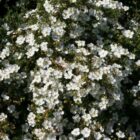 Heesterganzerik | Potentilla fruticosa 'Manchu' | In pot 1,3L | Hoogte 25-30cm Heesterganzerik | Potentilla fruticosa 'Manchu'