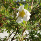 Heesterganzerik | Potentilla fruticosa 'Abbotswood' | In pot 1,3L | Hoogte 30-40cm Heesterganzerik | Potentilla fruticosa 'Abbotswood'