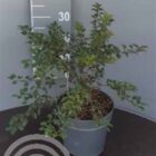 Japanse sierkers | Prunus incisa 'Kojou-no-mai' | In pot 5L | Hoogte 30-40cm Japanse sierkers | Prunus incisa 'Kojou-no-mai'