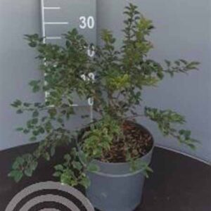 Japanse sierkers | Prunus incisa 'Kojou-no-mai'