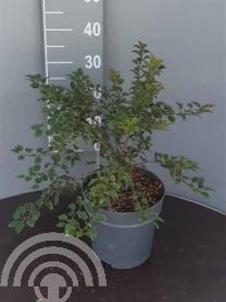 Prunus incisa Kojou-no-mai C5 30-40 6x4 Japanse sierkers | Prunus incisa 'Kojou-no-mai'