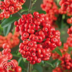 Vuurdoorn | Pyracantha 'Mohave' | In pot 9cm | Hoogte 30-40cm
