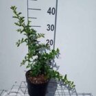 Vuurdoorn | Pyracantha 'Orange Glow'