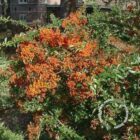 Vuurdoorn | Pyracantha 'Orange Glow'