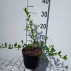 Vuurdoorn | Pyracantha coccinea 'Red Column'