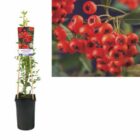 Vuurdoorn | Pyracantha coccinea 'Red Column'