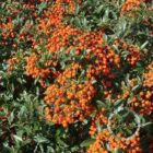 Vuurdoorn | Pyracantha coccinea 'Red Cushion' | In pot 1,3L | Hoogte 30-40cm Pyracantha coccinea Red Cushion bessen 45x45 1