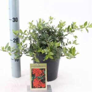 Vuurdoorn | Pyracantha coccinea 'Red Cushion'