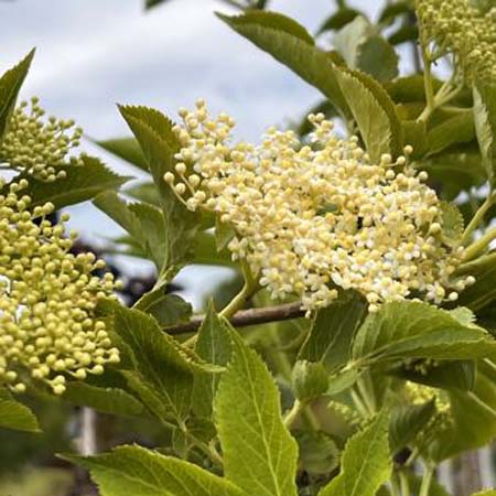 struiken die vlinders en insecten aantrekken