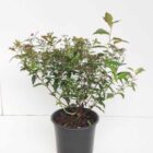Spierstruik | Spiraea japonica 'Dart's Red' | In pot 1,3L | Hoogte 30-40cm Spierstruik | Spiraea Japonica 'Dart's Red'