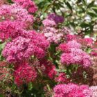 Spierstruik | Spiraea japonica 'Dart's Red' | In pot 1,3L | Hoogte 30-40cm Spierstruik | Spiraea Japonica 'Dart's Red'