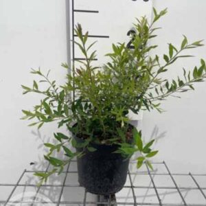 Spierstruik | Spiraea cinerea 'Grefsheim'