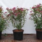 Spierstruik | Spiraea japonica 'Anthony Waterer' | In pot 1,3L | Hoogte 30-40cm Spierstruik | Spiraea japonica 'Anthony Waterer'