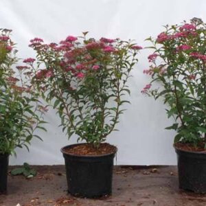 Spierstruik | Spiraea japonica 'Anthony Waterer'