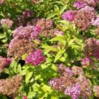 Spierstruik | Spiraea japonica 'Anthony Waterer'
