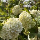 Gelderse roos | Viburnum opulus ‘Roseum’