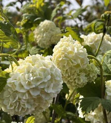 Gelderse roos | Viburnum opulus ‘Roseum’