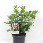 Sneeuwbal | Viburnum tinus