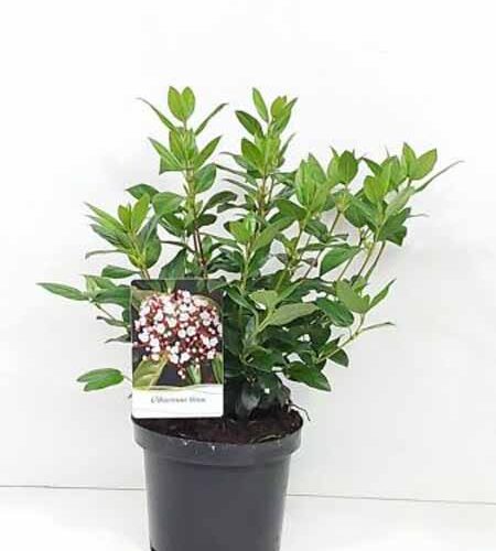 Sneeuwbal | Viburnum tinus