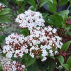 Sneeuwbal | Viburnum tinus | In pot 10L | Hoogte 40-50cm Sneeuwbal | Viburnum tinus