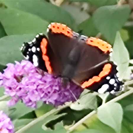 struiken die vlinders en insecten aantrekken