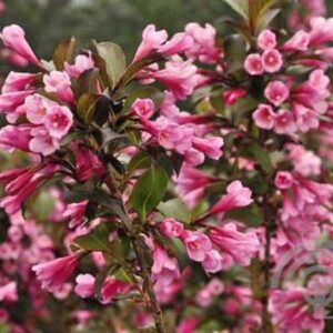 Weigelia | Weigela florida 'Foliis Purpureis'