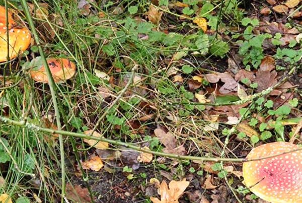 Hup de tuin in het is tijd voor herfst tuinwerkzaamheden