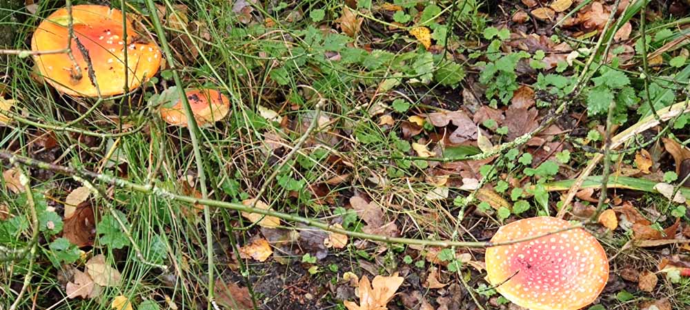 Hup de tuin in, het is tijd voor herfst tuinwerkzaamheden! Herfst tuinwerkzaamheden