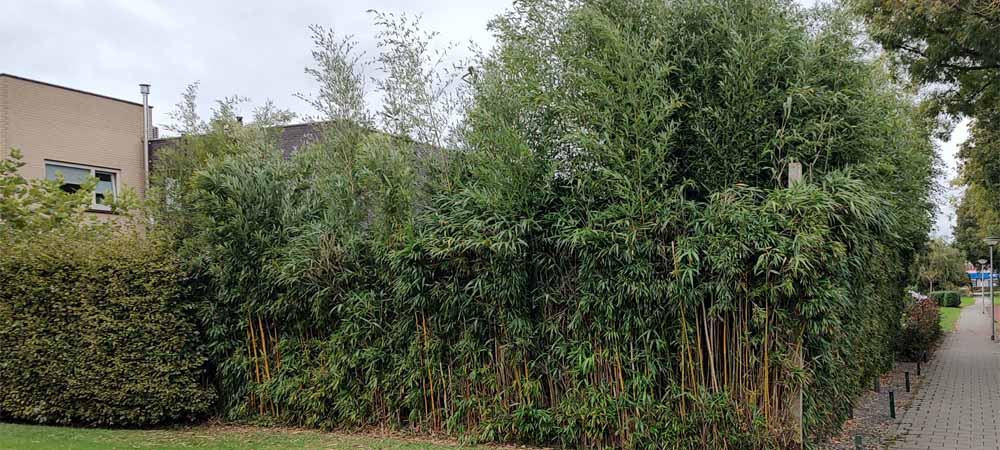 Bamboe een veelzijdige struik voor je tuin Bamboe een veelzijdige struik