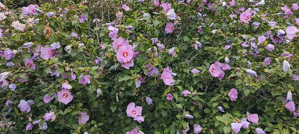 De Hibiscus een verrassende en kleurrijke aanwinst voor je tuin Hibiscus | Altheastruik | Tuinhibiscus