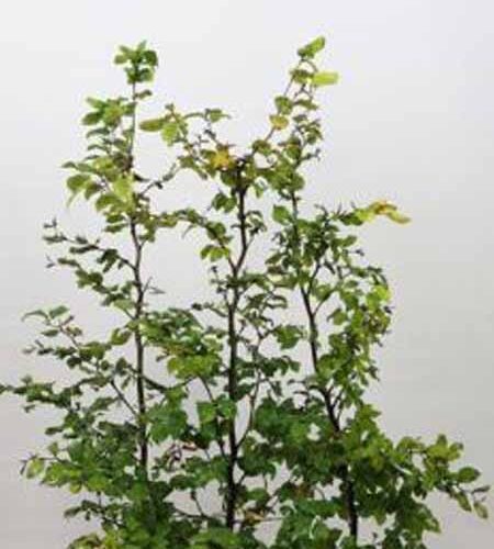 Gewone beuk | Fagus sylvatica