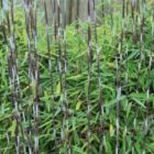 Fargesia nitida Black Pearl | Bamboe