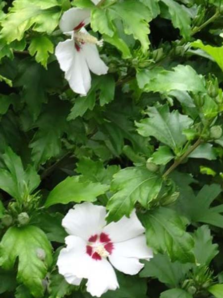 Hibiscus syriacus 'Hamabo'
